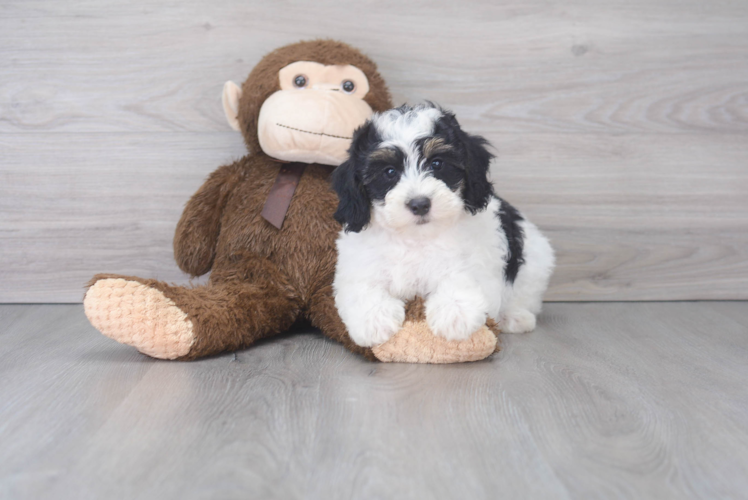 Mini Bernedoodle Puppy for Adoption