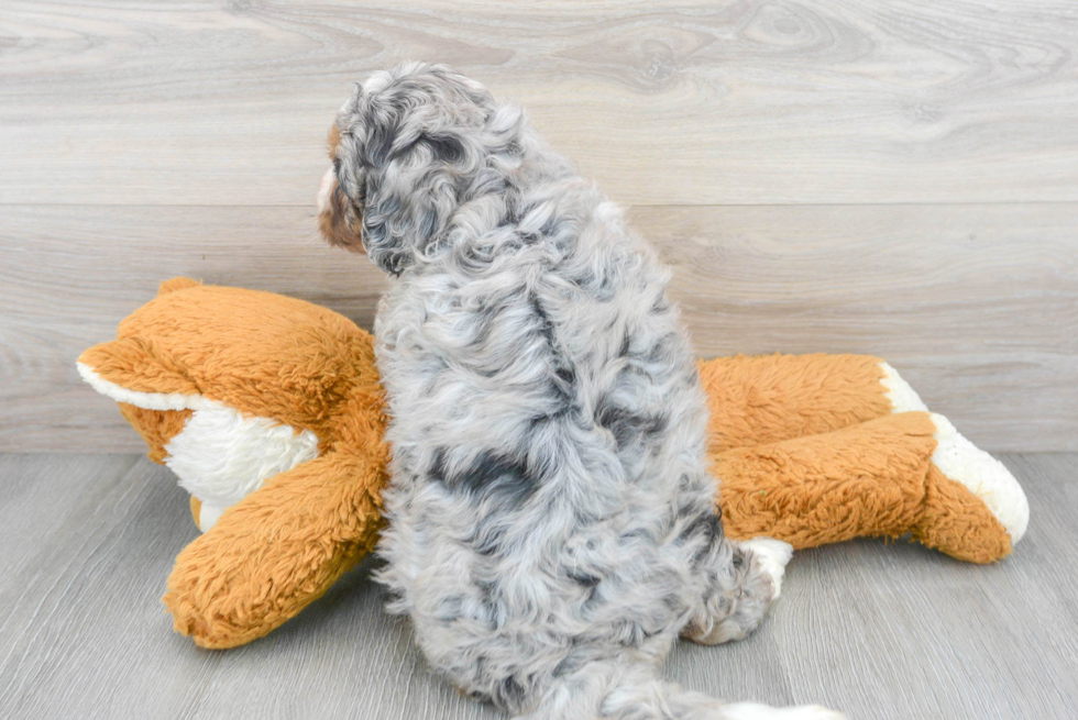 Small Mini Bernedoodle Baby