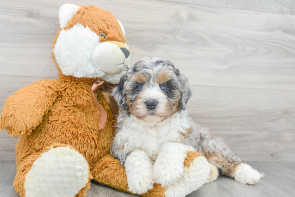 Mini Bernedoodle Puppy for Adoption