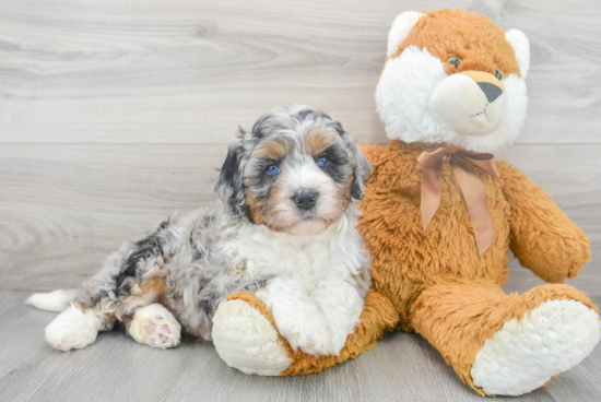 Mini Bernedoodle Pup Being Cute