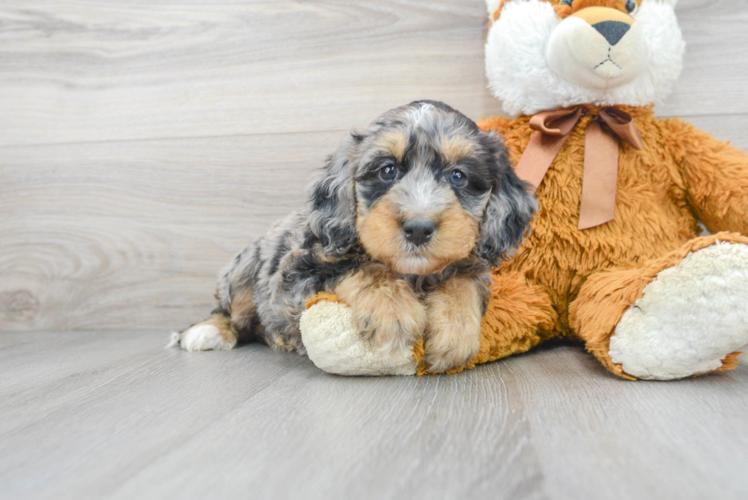 Mini Bernedoodle Puppy for Adoption