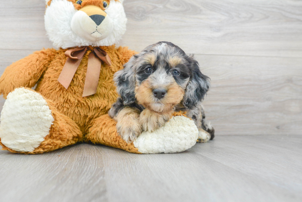 Funny Mini Bernedoodle Poodle Mix Pup