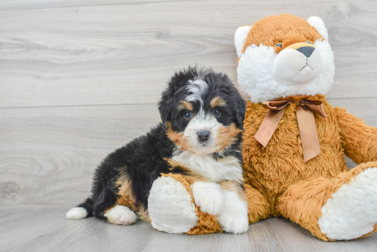 Mini Bernedoodle Puppy for Adoption