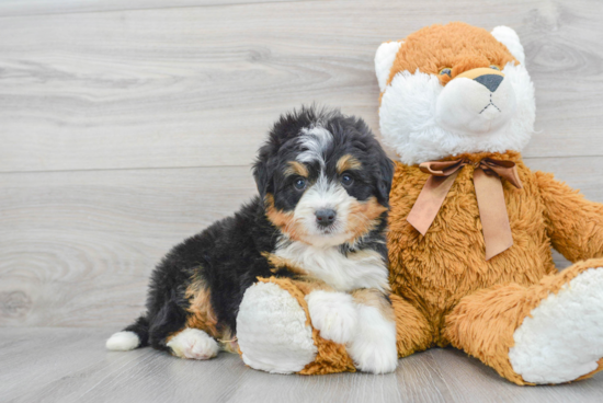 Mini Bernedoodle Puppy for Adoption