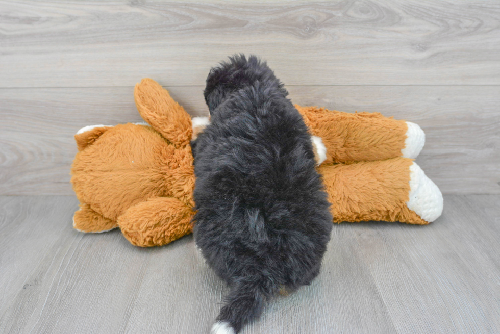 Mini Bernedoodle Pup Being Cute