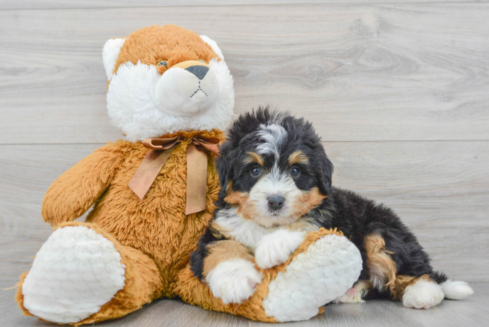 Best Mini Bernedoodle Baby