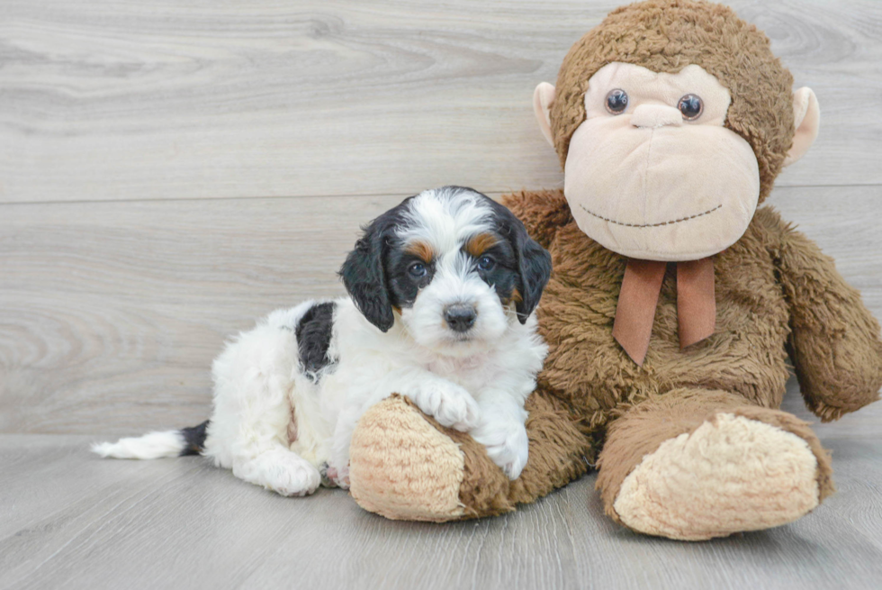 Smart Mini Bernedoodle Poodle Mix Pup