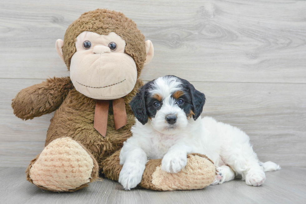 Mini Bernedoodle Pup Being Cute