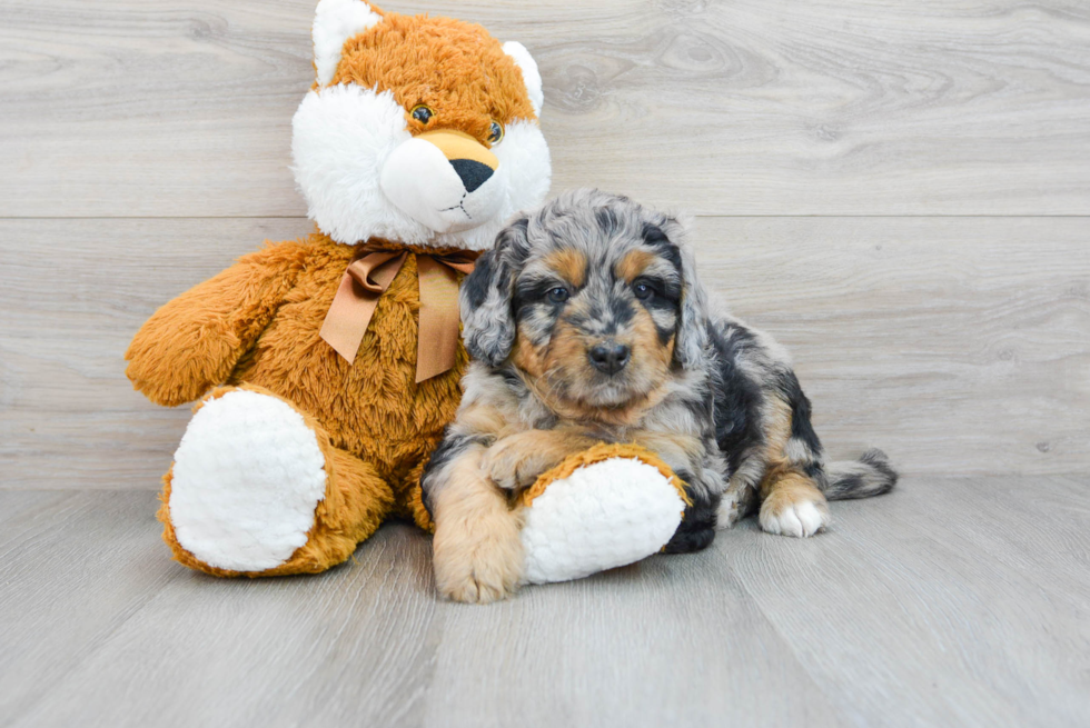 Little Bernadoodle Poodle Mix Puppy