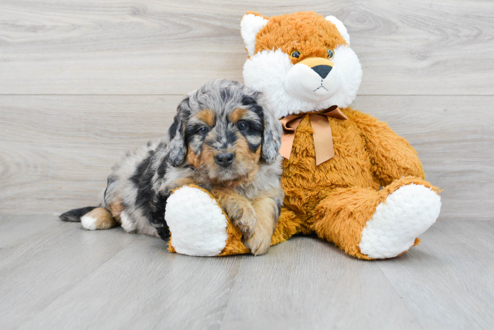 Little Mini Berniedoodle Poodle Mix Puppy