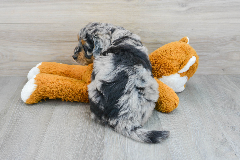 Mini Bernedoodle Puppy for Adoption