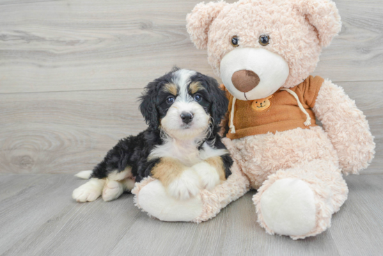 Mini Bernedoodle Pup Being Cute