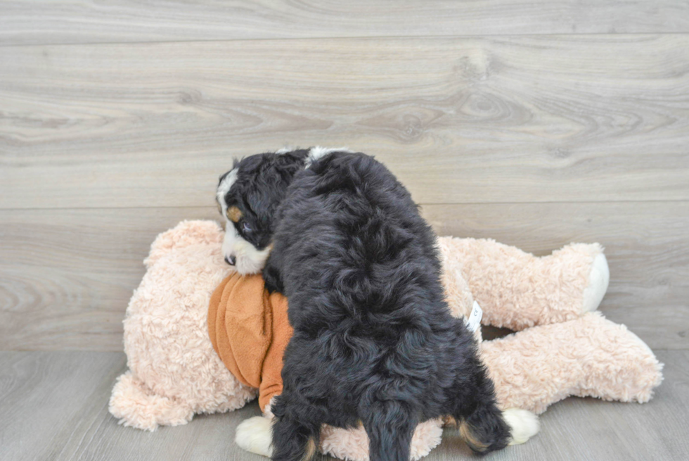 Best Mini Bernedoodle Baby