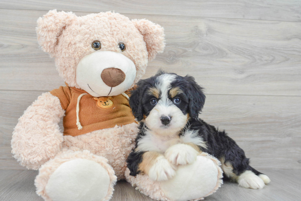 Playful Bernadoodle Poodle Mix Puppy