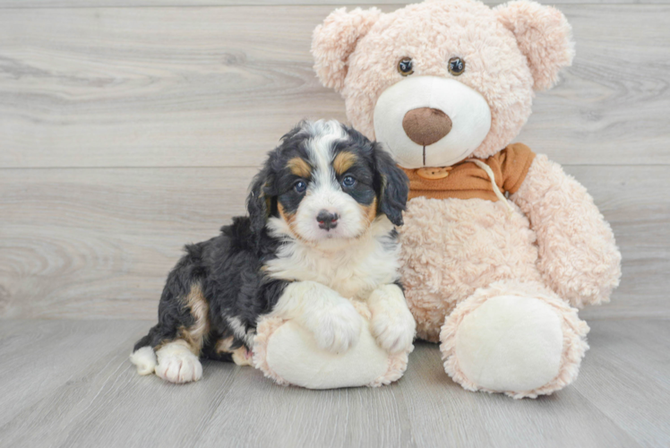 Playful Bernadoodle Poodle Mix Puppy