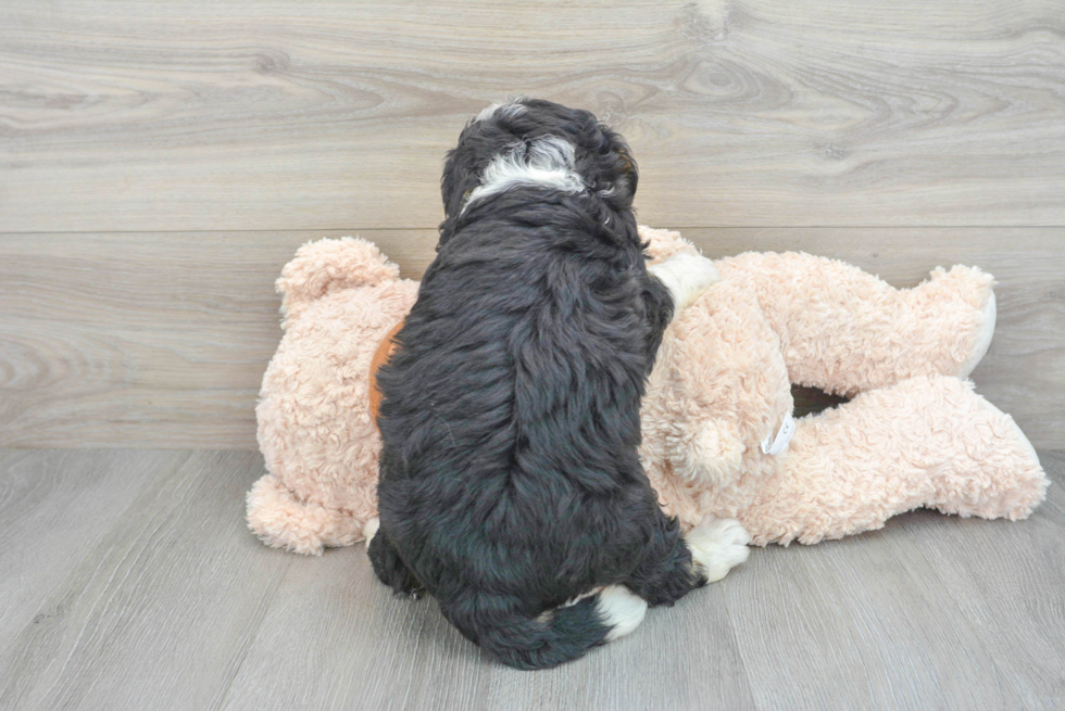 Best Mini Bernedoodle Baby