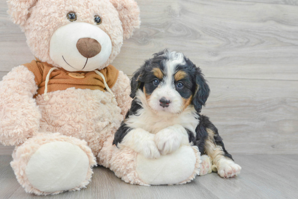 Happy Mini Bernedoodle Baby
