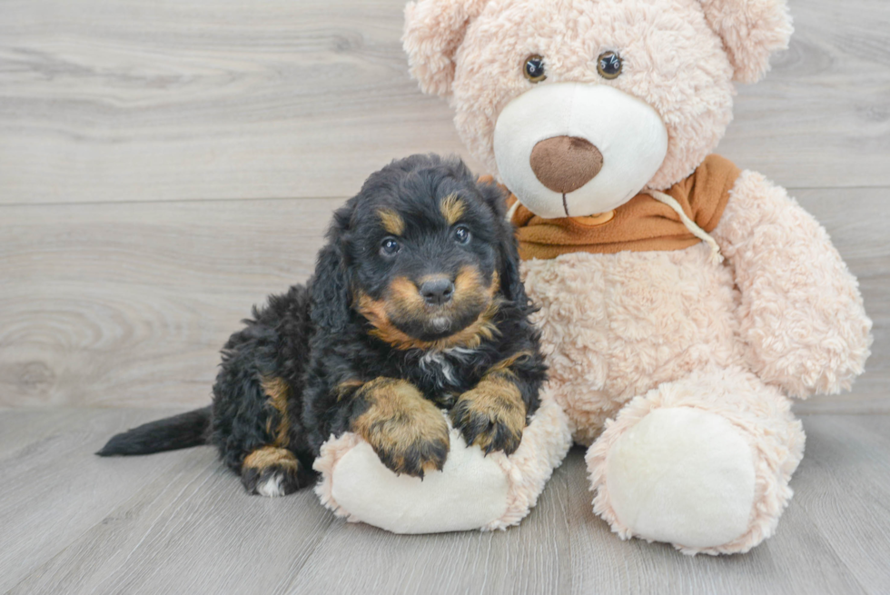 Popular Mini Bernedoodle Poodle Mix Pup