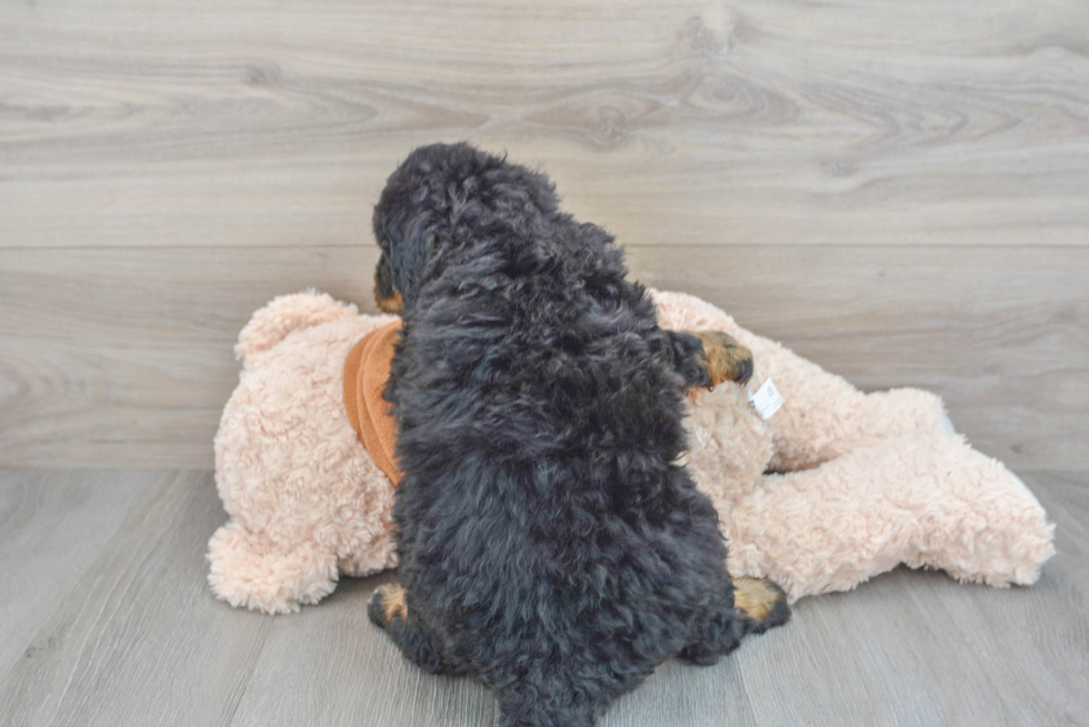 Cute Mini Bernedoodle Baby