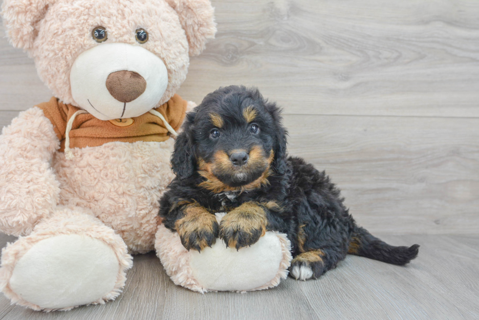 Best Mini Bernedoodle Baby