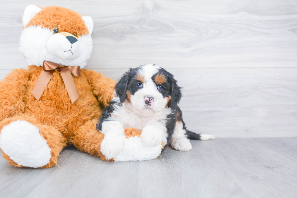 Best Mini Bernedoodle Baby