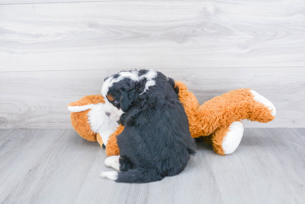 Cute Mini Bernedoodle Baby