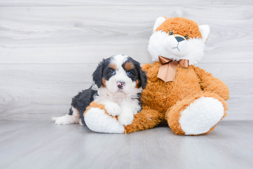 Best Mini Bernedoodle Baby