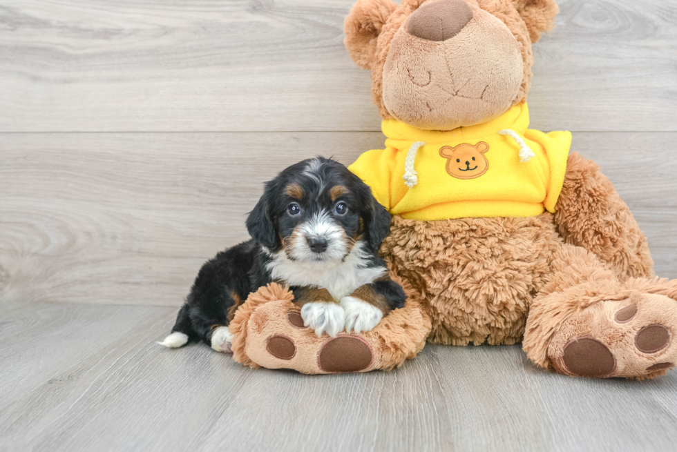 Sweet Mini Bernedoodle Baby