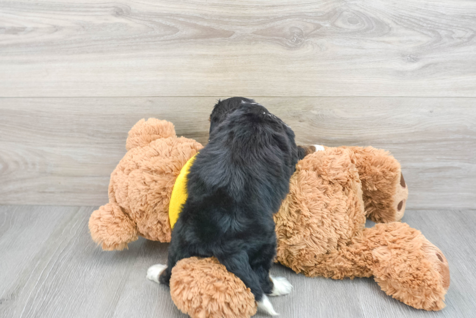 Adorable Mini Berniedoodle Poodle Mix Puppy