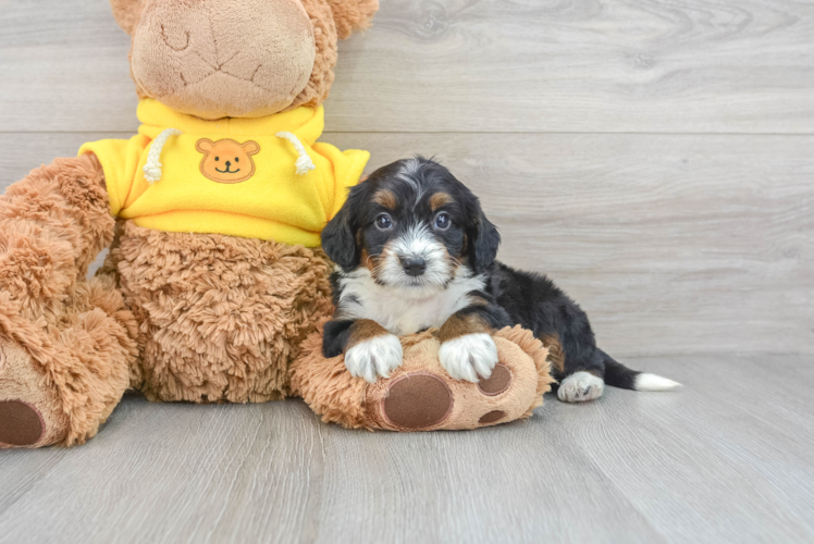 Mini Bernedoodle Puppy for Adoption