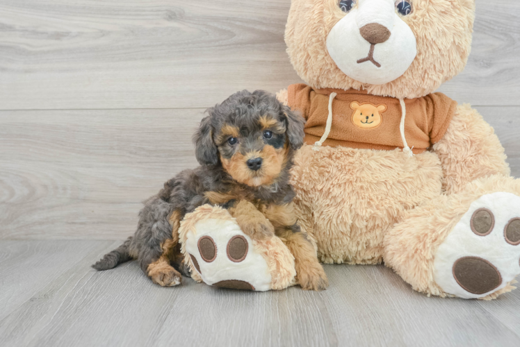 Mini Bernedoodle Pup Being Cute