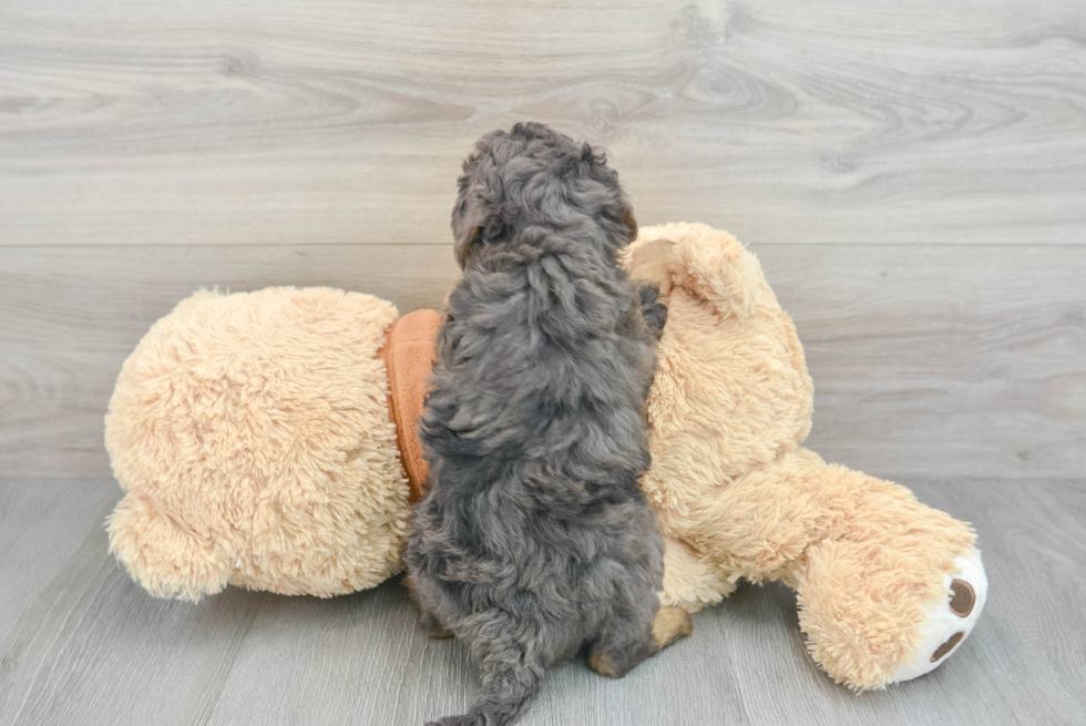 Hypoallergenic Bernadoodle Poodle Mix Puppy