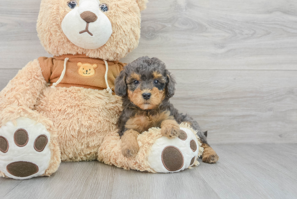 Energetic Mini Berniedoodle Poodle Mix Puppy