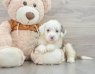 9 week old Mini Bernedoodle Puppy For Sale - Premier Pups