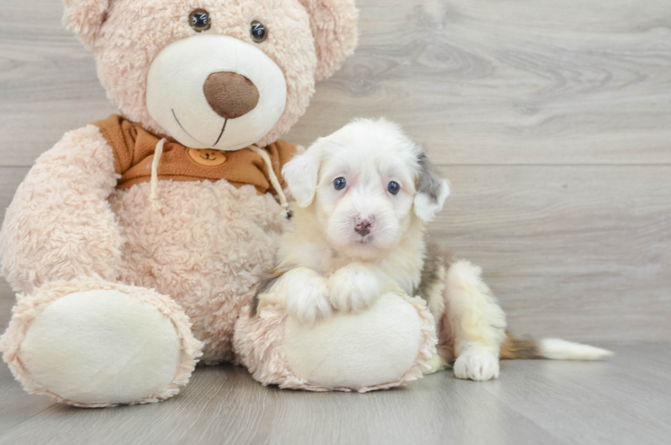 8 week old Mini Bernedoodle Puppy For Sale - Premier Pups