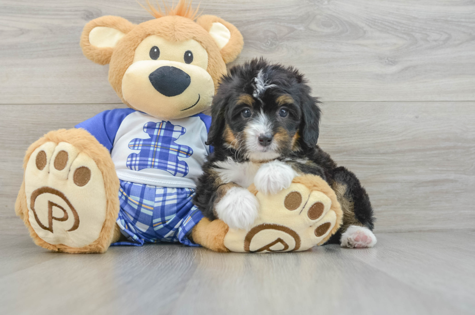 6 week old Mini Bernedoodle Puppy For Sale - Premier Pups