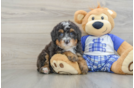 Mini Bernedoodle Pup Being Cute