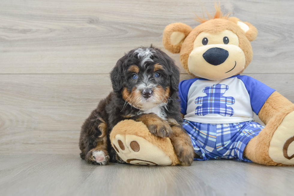 Mini Bernedoodle Pup Being Cute