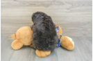 Best Mini Bernedoodle Baby