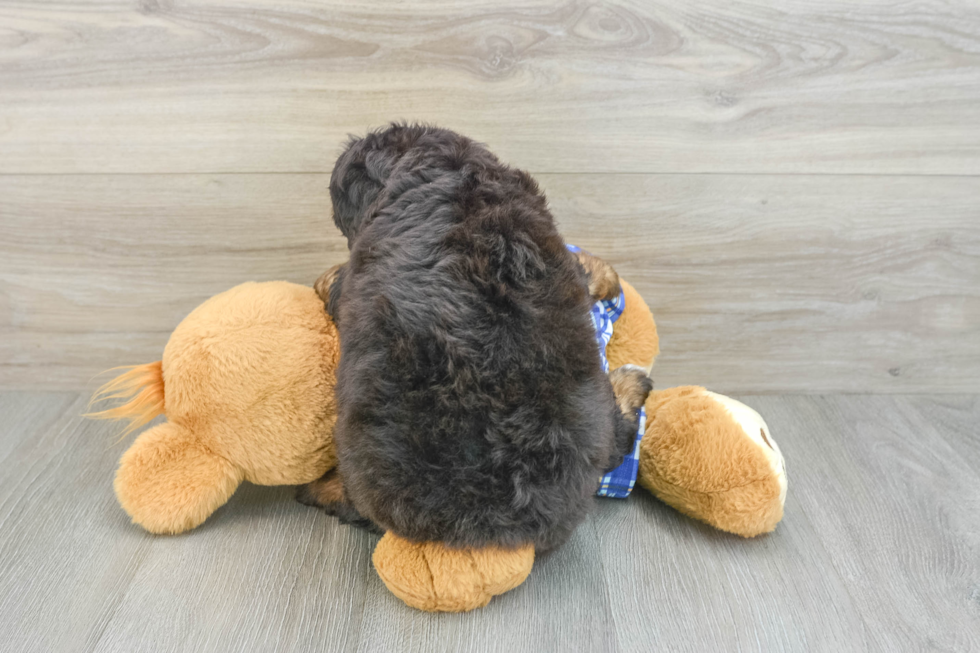 Best Mini Bernedoodle Baby