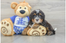 Mini Bernedoodle Puppy for Adoption