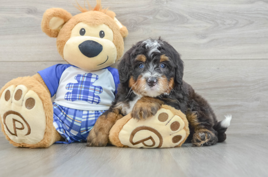 Mini Bernedoodle Puppy for Adoption