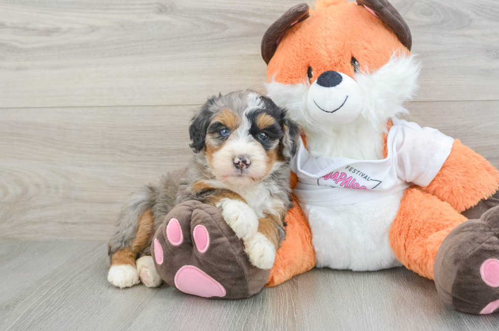 6 week old Mini Bernedoodle Puppy For Sale - Premier Pups