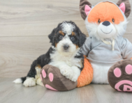 7 week old Mini Bernedoodle Puppy For Sale - Premier Pups
