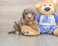 6 week old Mini Bernedoodle Puppy For Sale - Premier Pups