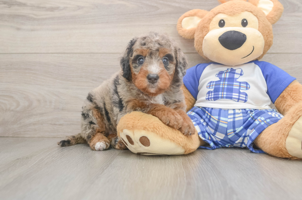 5 week old Mini Bernedoodle Puppy For Sale - Premier Pups