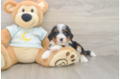 Playful Mini Bernadoodle Poodle Mix Puppy