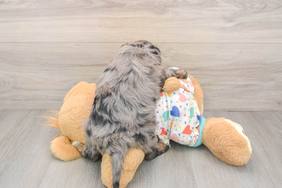 Mini Bernedoodle Pup Being Cute