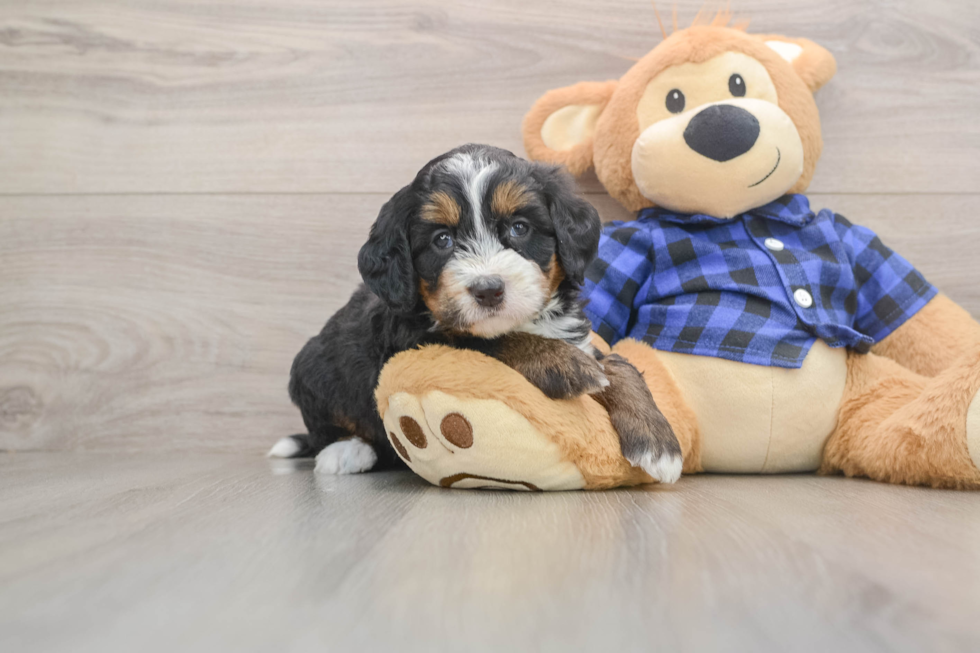 Petite Mini Bernedoodle Poodle Mix Pup