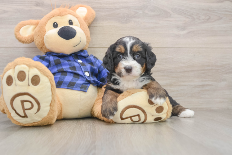 Mini Bernedoodle Puppy for Adoption